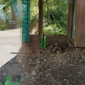 Living Treasures LH - BT Prairie dog