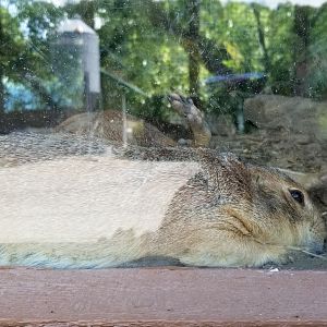 Living Treasures LH - BT Prairie dog