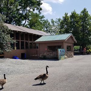 Living Treasures LH - Looking back at coati, prairie dog, fennec buildings