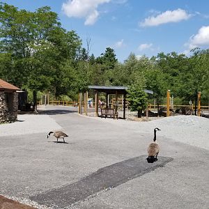 Living Treasures LH - Squirrel monkey on left, kangaroo on right