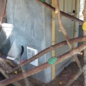 Living Treasures LH - Squirrel monkey