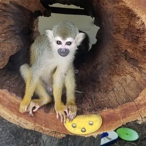 Living Treasures LH - Squirrel monkey