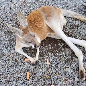 Living Treasures LH - Red kangaroo