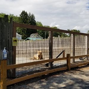 Living Treasures LH - Bison