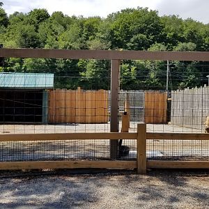 Living Treasures LH - Bison