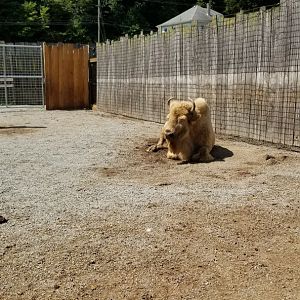 Living Treasures LH - Bison