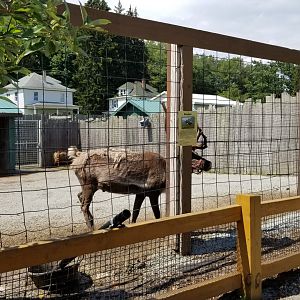 Living Treasures LH - Reindeer