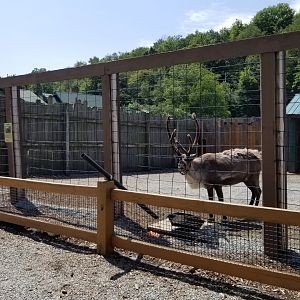 Living Treasures LH - Reindeer