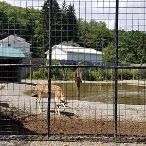 Living Treasures LH - Fallow deer