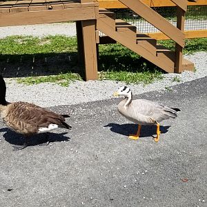 Living Treasures LH - Canada goose, bar headed goose