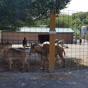 Living Treasures LH - Aoudad