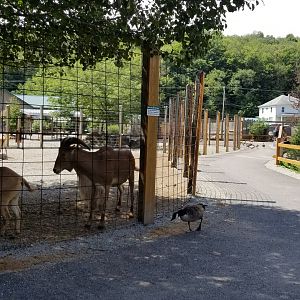 Living Treasures LH - Aoudad