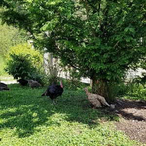 Living Treasures LH - Turkeys and chickens