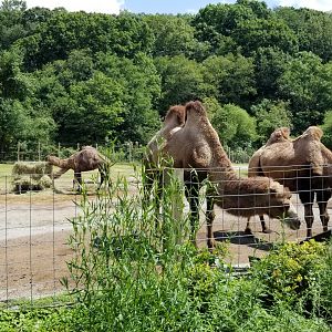 Living Treasures LH - Camels