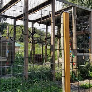 Living Treasures LH - Black spider monkey