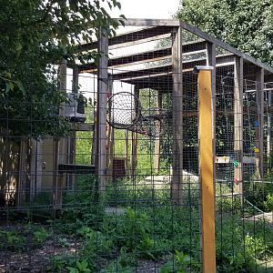 Living Treasures LH - Black spider monkey