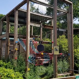 Living Treasures LH - Ruffed lemurs