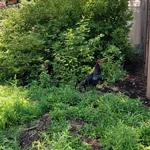 Living Treasures LH - Another freeroaming chicken