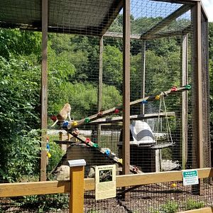 Living Treasures LH - Ringtailed lemur, patas monkey