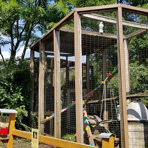 Living Treasures LH - Ringtailed lemur, patas monkey