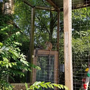 Living Treasures LH - Ringtailed lemur, patas monkey