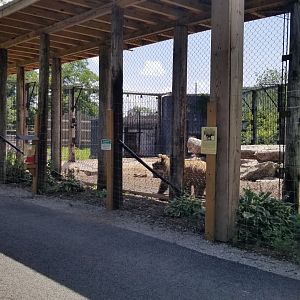 Living Treasures LH - Brown bear