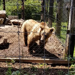 Living Treasures LH - Brown bear