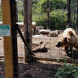 Living Treasures LH - Brown bear