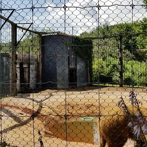 Living Treasures LH - Brown bear