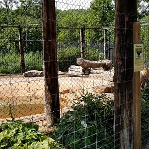 Living Treasures LH - Brown bear