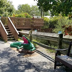 Living Treasures LH - American alligator