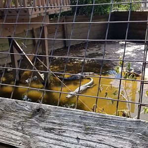 Living Treasures LH - American alligator