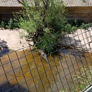 Living Treasures LH - American alligator