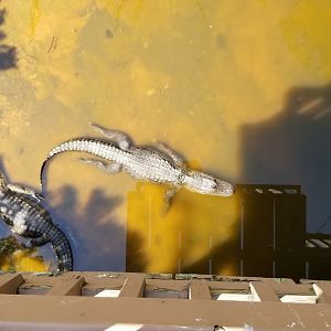 Living Treasures LH - American alligator