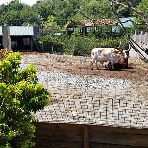 Living Treasures LH - Longhorn cattle