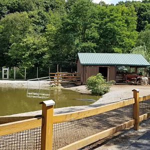 Living Treasures LH - Donkeys