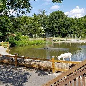 Living Treasures LH - Donkeys