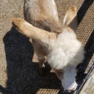 Living Treasures LH - Baby donkey