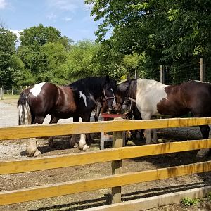 Living Treasures LH - Horses