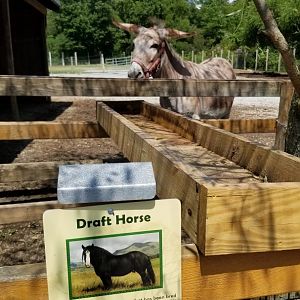 Living Treasures LH - Sweet old donkey