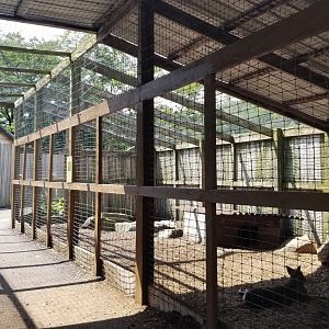 Living Treasures LH - Patagonian mara