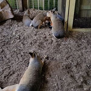 Living Treasures LH - Patagonian mara