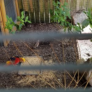 Living Treasures LH - Aviary, golden pheasant and bobwhite