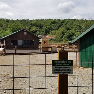 Living Treasures LH - Petting area, mini horses