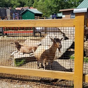 Living Treasures LH - Petting area, goats