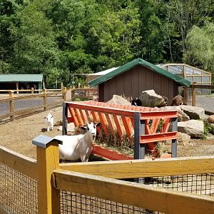 Living Treasures LH - Petting area, goats