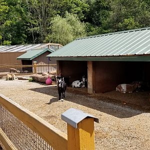 Living Treasures LH - Petting area, goats
