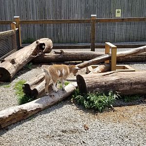 Living Treasures LH - Petting area, goats