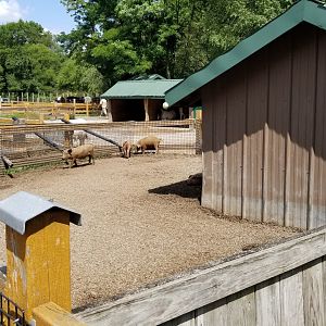 Living Treasures LH - Petting area, piglets
