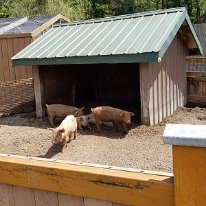 Living Treasures LH - Petting area, piglets